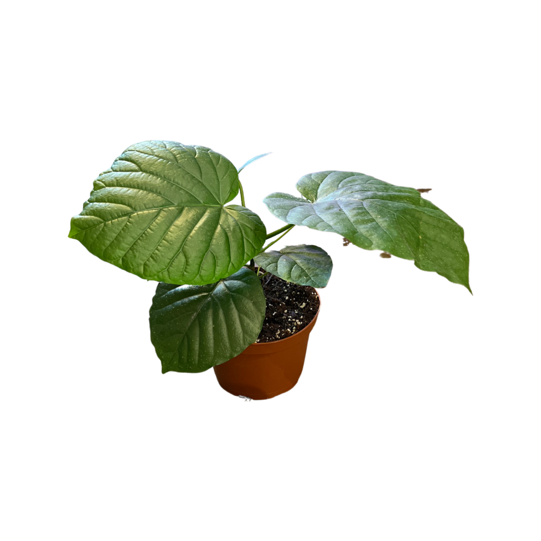 Ficus Umbellata 4”