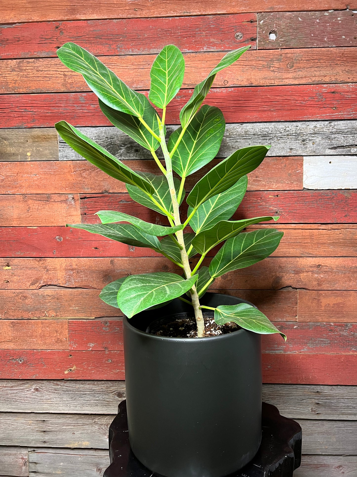 Ficus Audrey