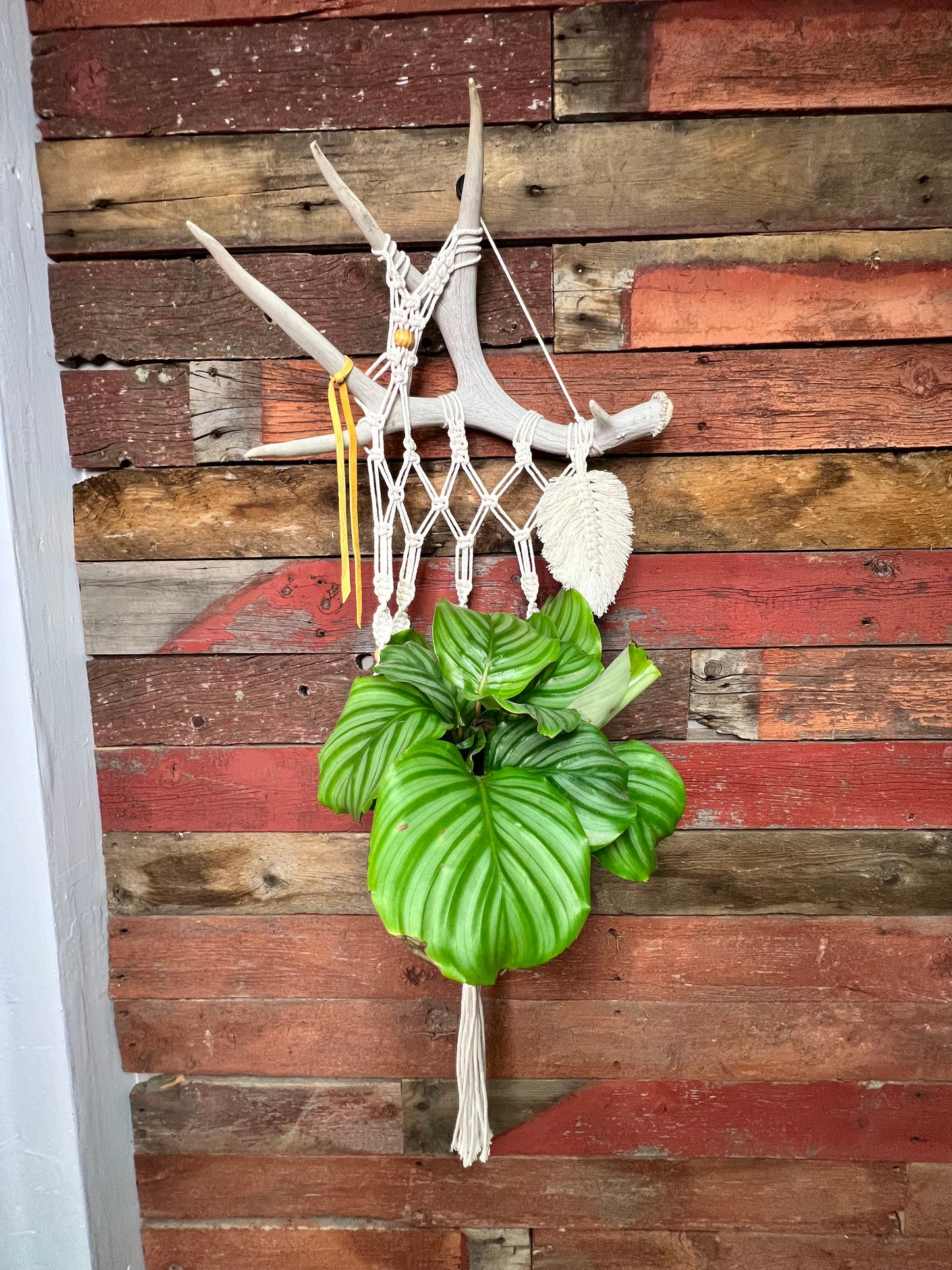Deer Antler Macrame | Wild Rose Creations