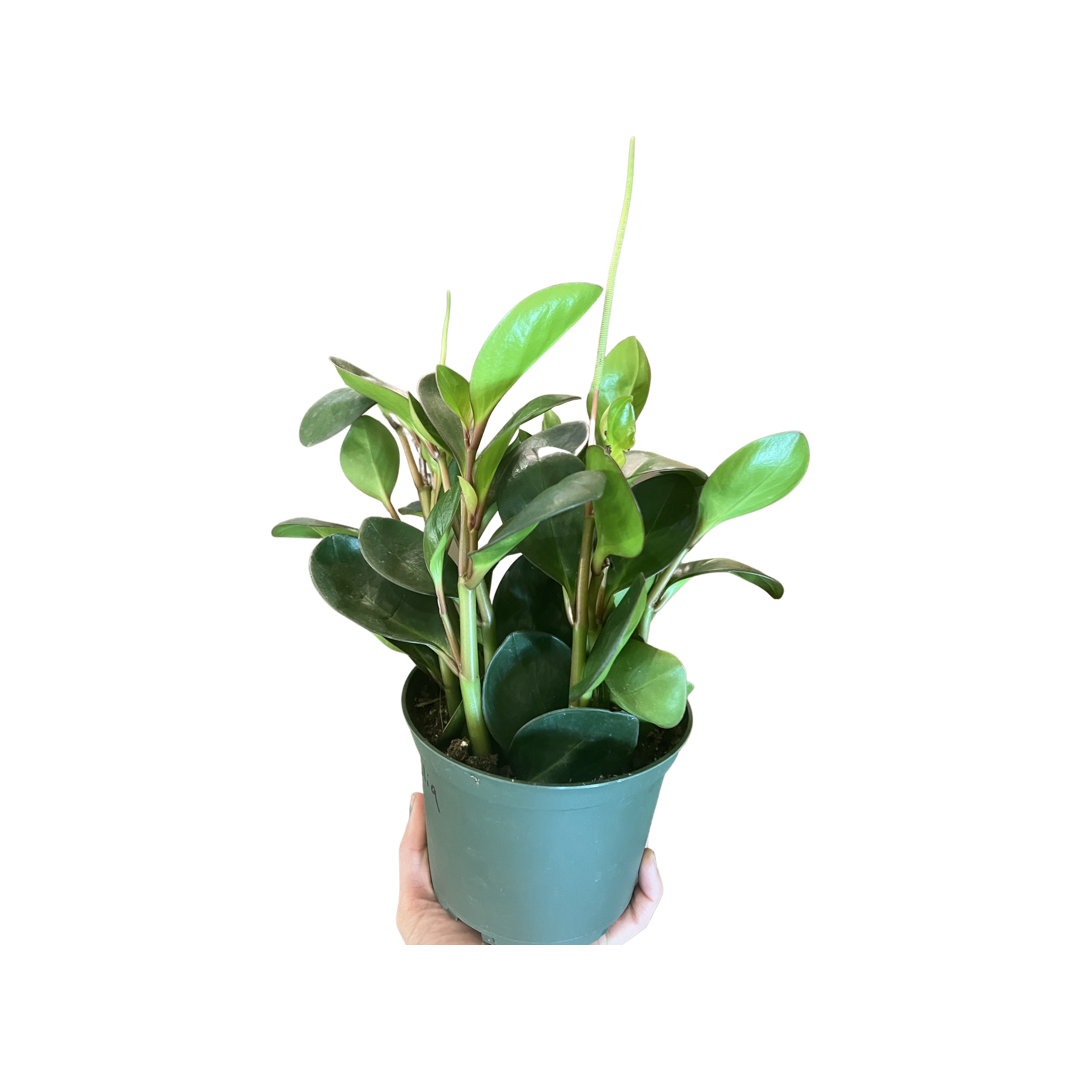 Peperomia | Obtusifolia