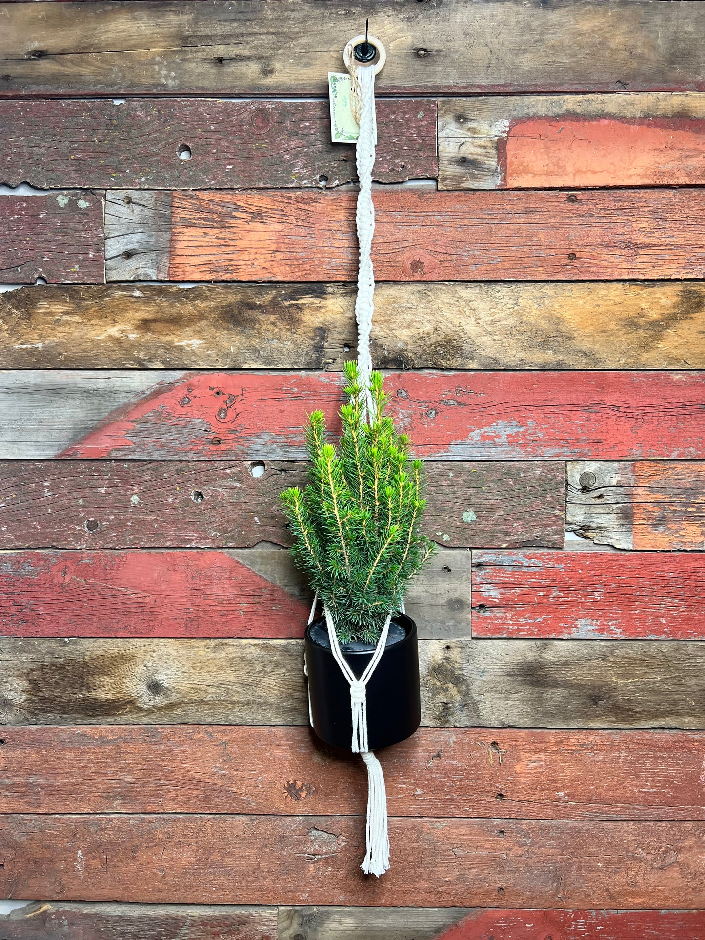 Driftwood Macrame | Wild Rose Creations