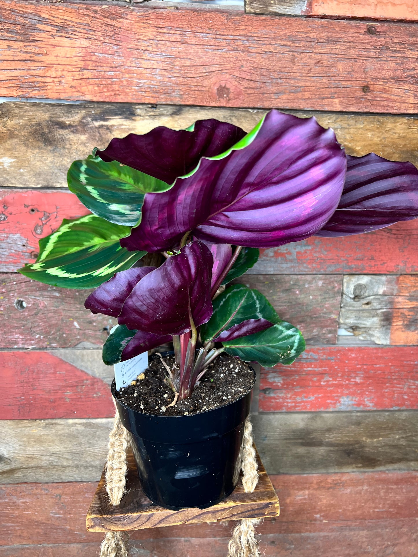 Calathea | Roseapicta "Medallion"