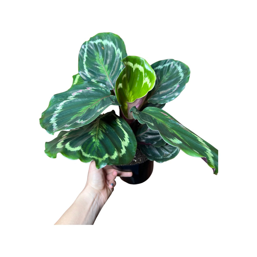 Calathea | Roseapicta "Medallion"