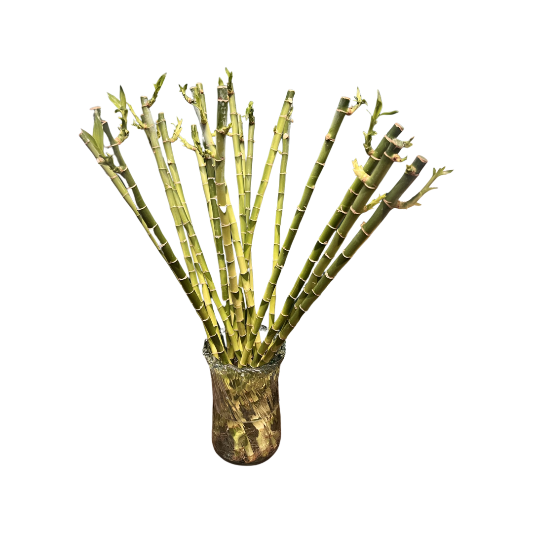 Lucky Bamboo Stems