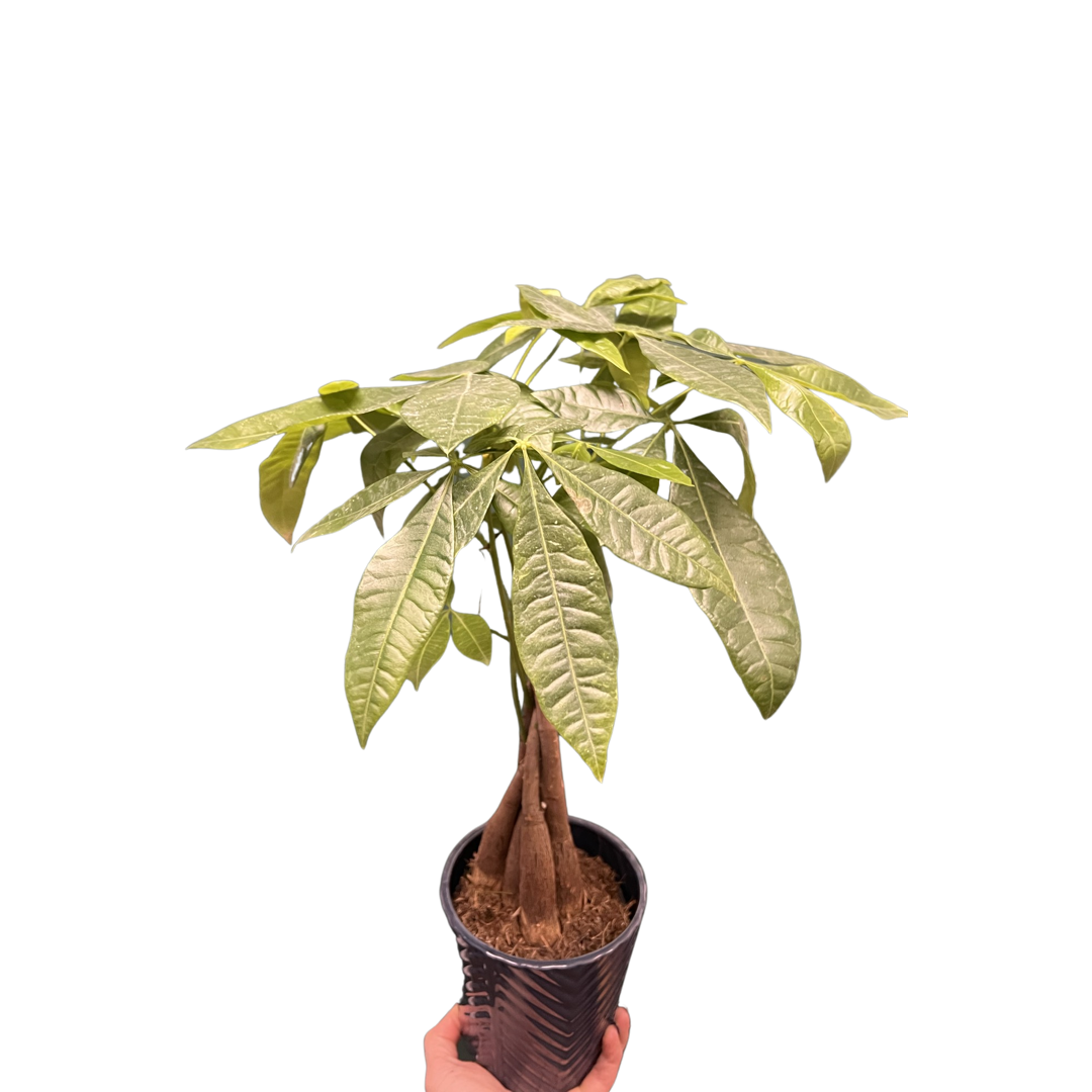 lowes money tree plant Money Tree