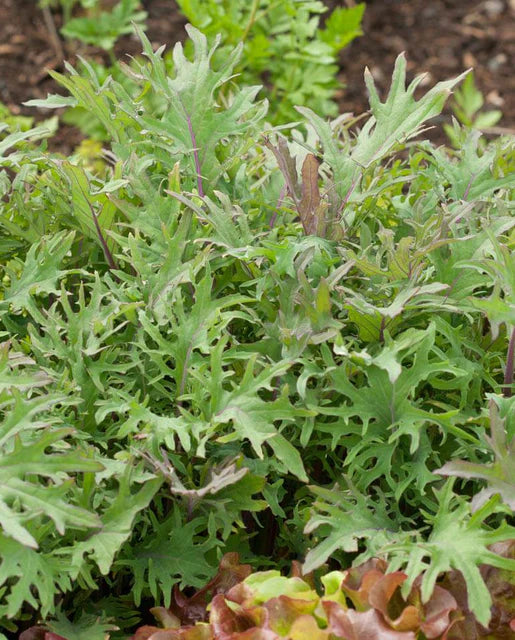Seeds | Kale Red Russian