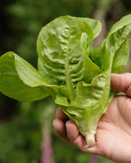 Seeds | Lettuce Little Gem