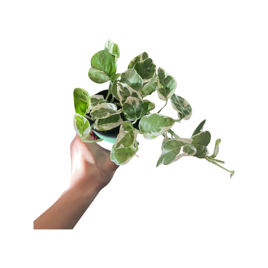 Pothos | N'Joy