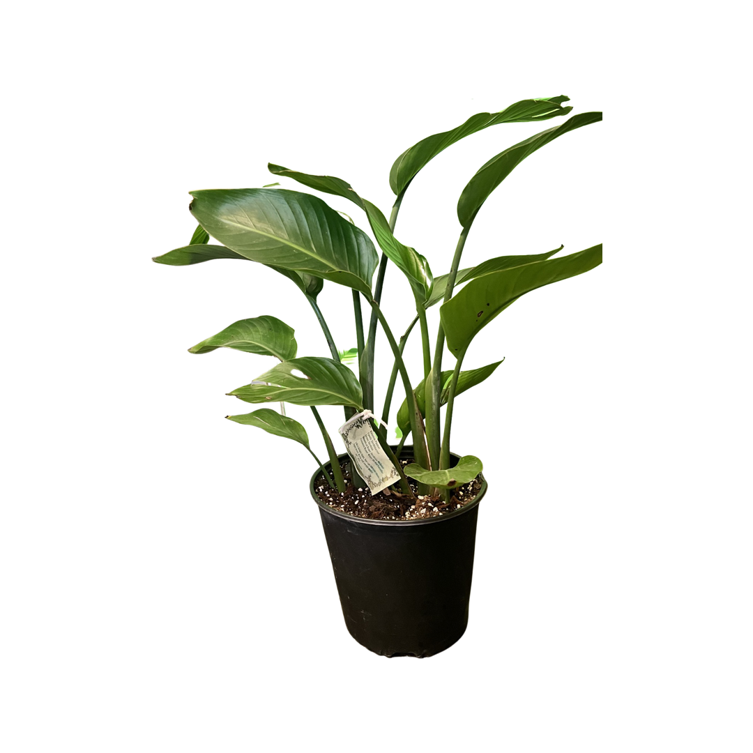 White Bird of Paradise