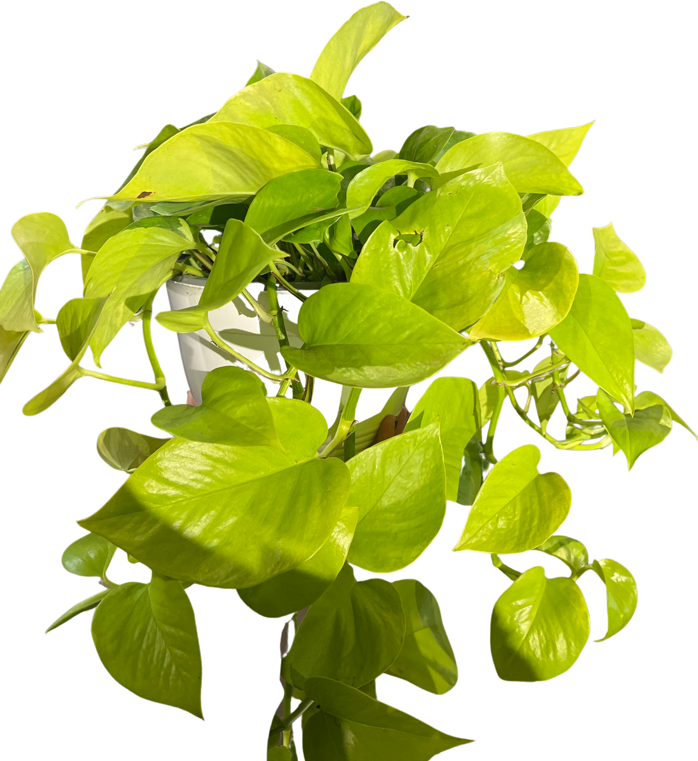Pothos | Neon