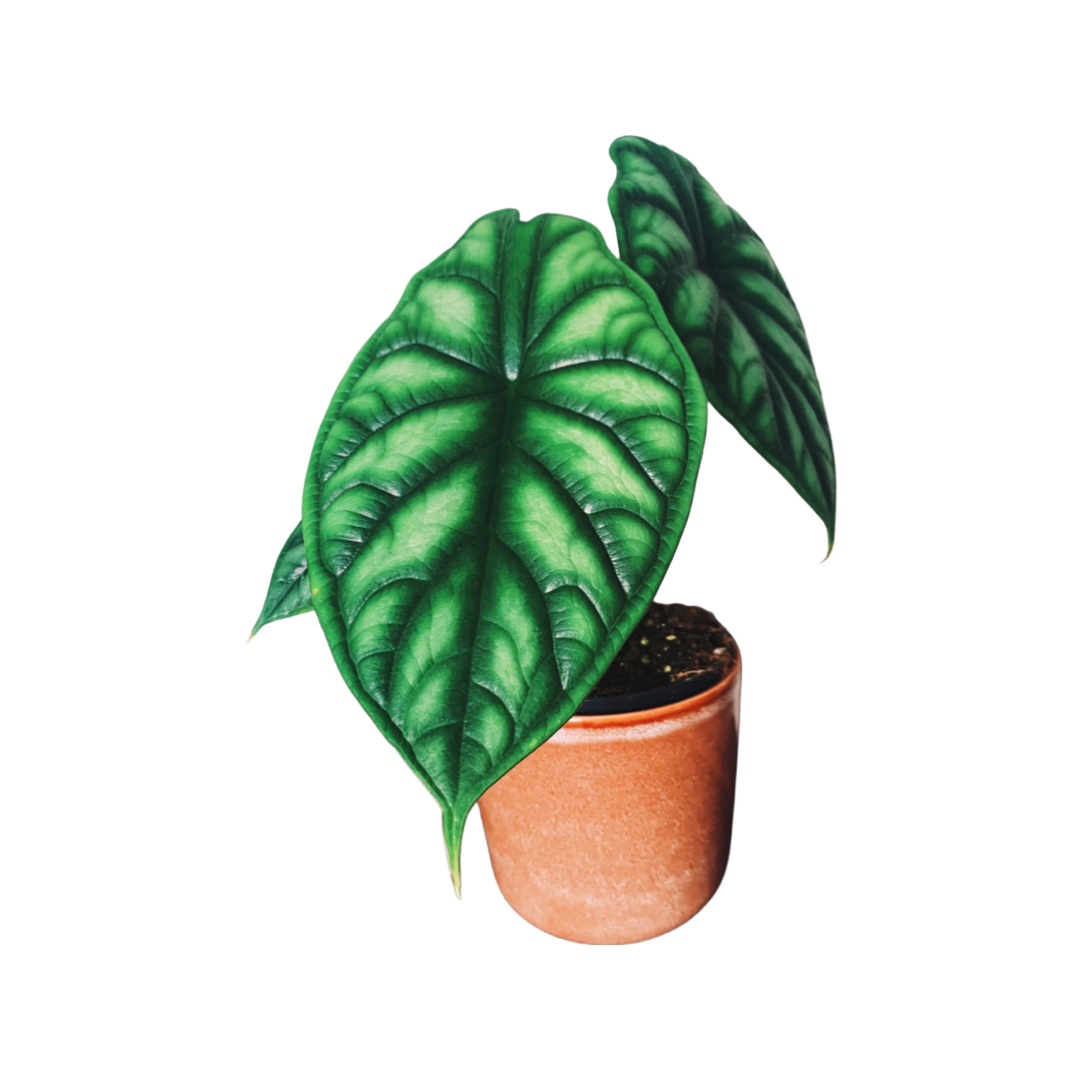 Alocasia | Green Dragon Scale