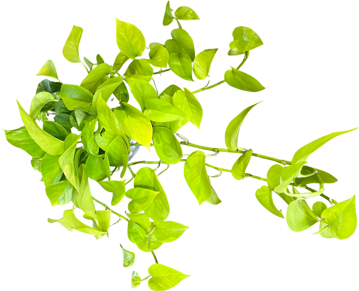 Pothos | Neon