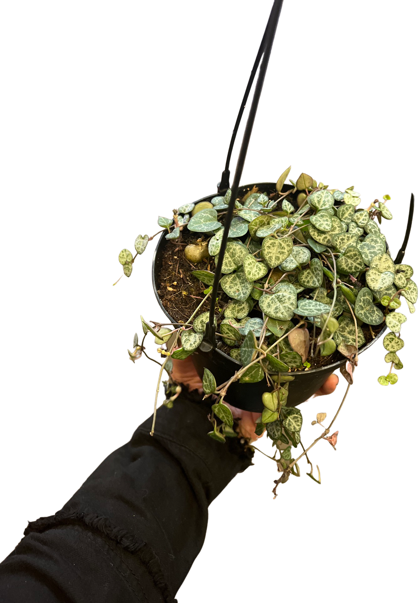 Ceropegia | String of Hearts