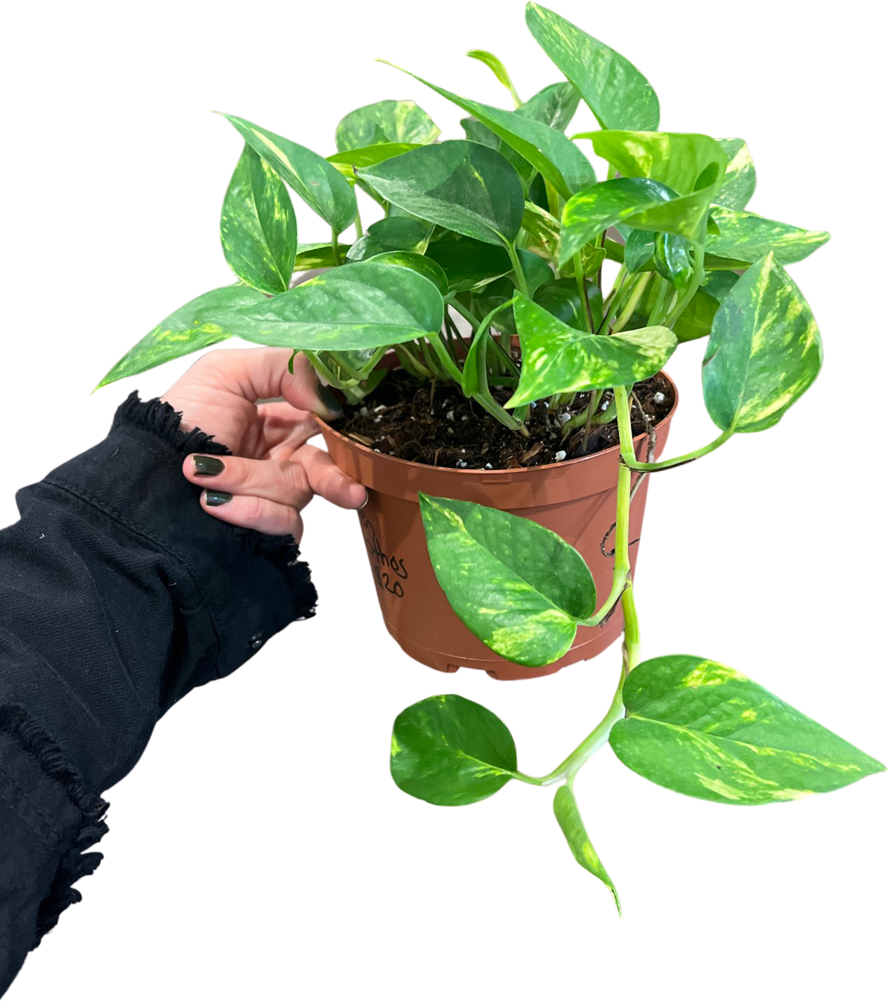 Pothos | Golden