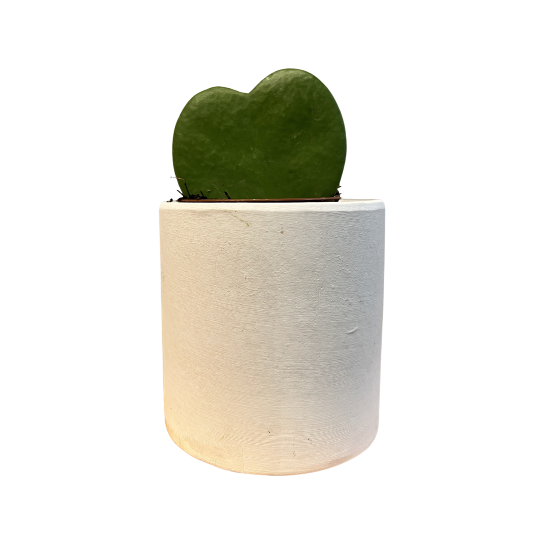 Hoya | Heart Green Kerrii Single