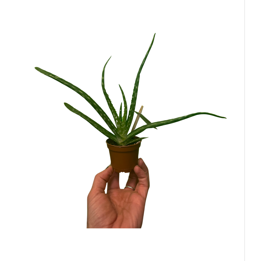 Cactus | Mix Species