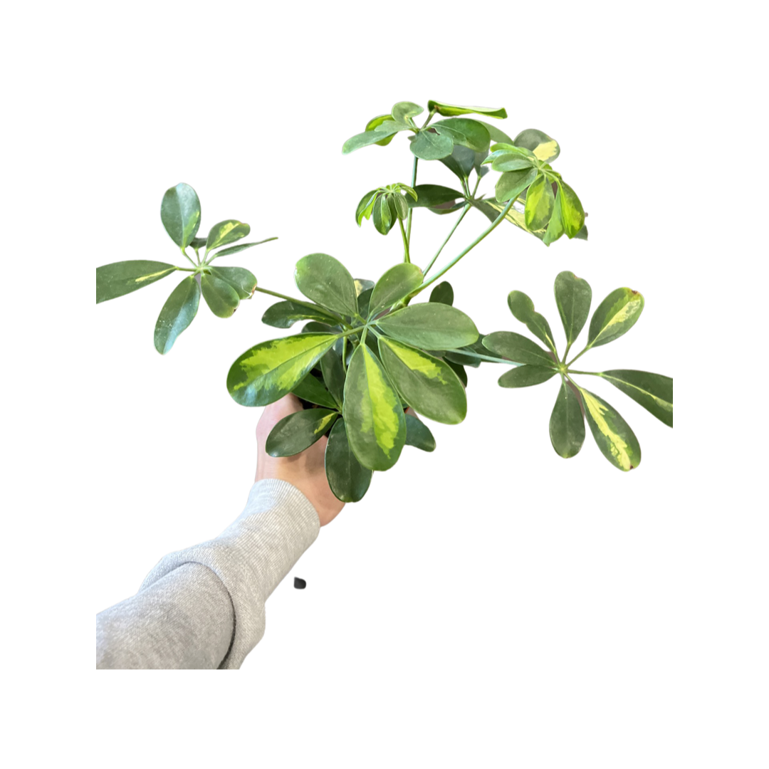 Schefflera | Gold Capella
