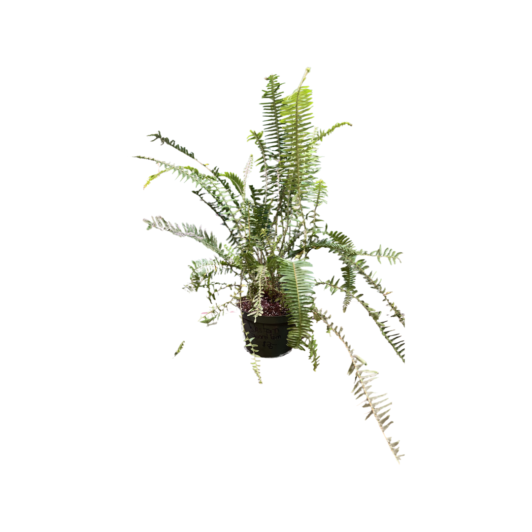 Fern | Western Sword