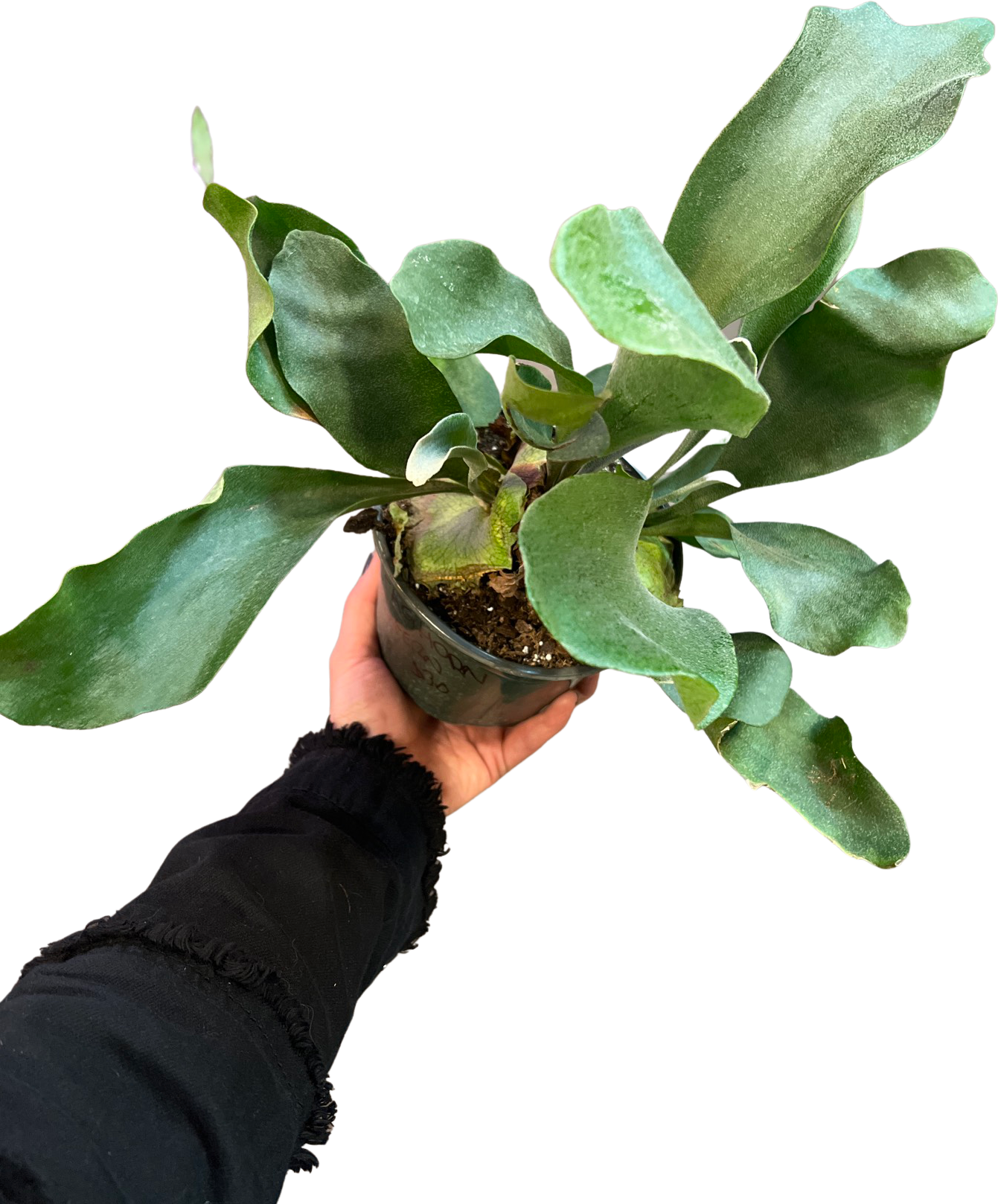 Fern | Staghorn