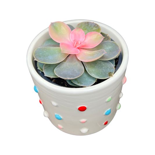 Succulent | Pearle von Nurnberg Tinted