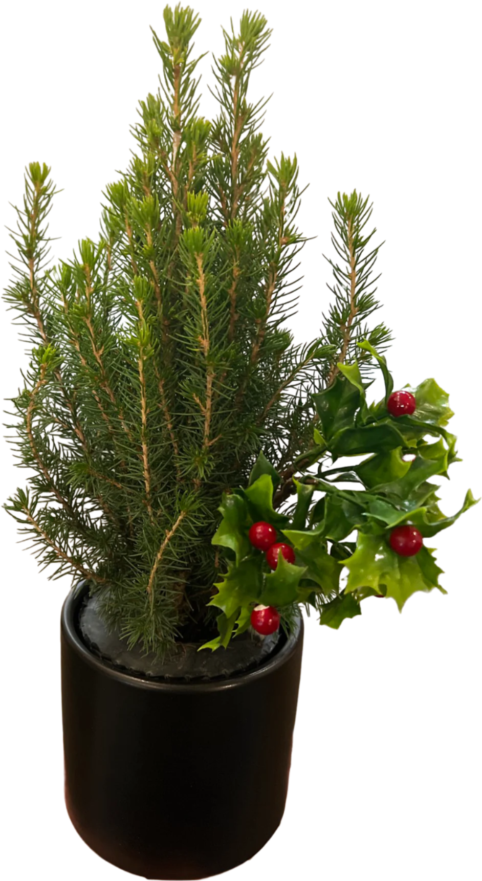 'Berta Baby Spruce Tree 4"