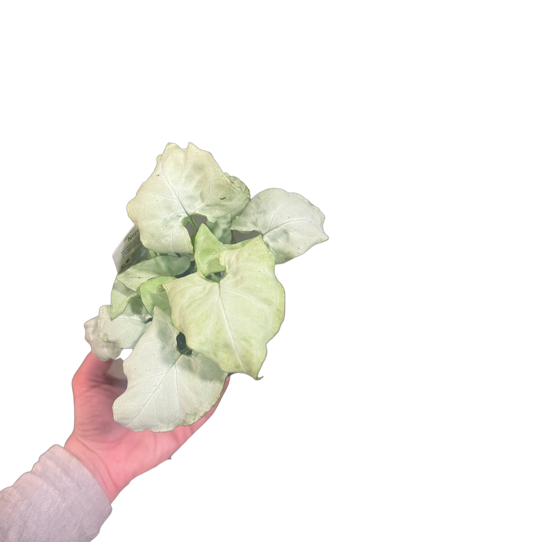 Syngonium | Moonshine