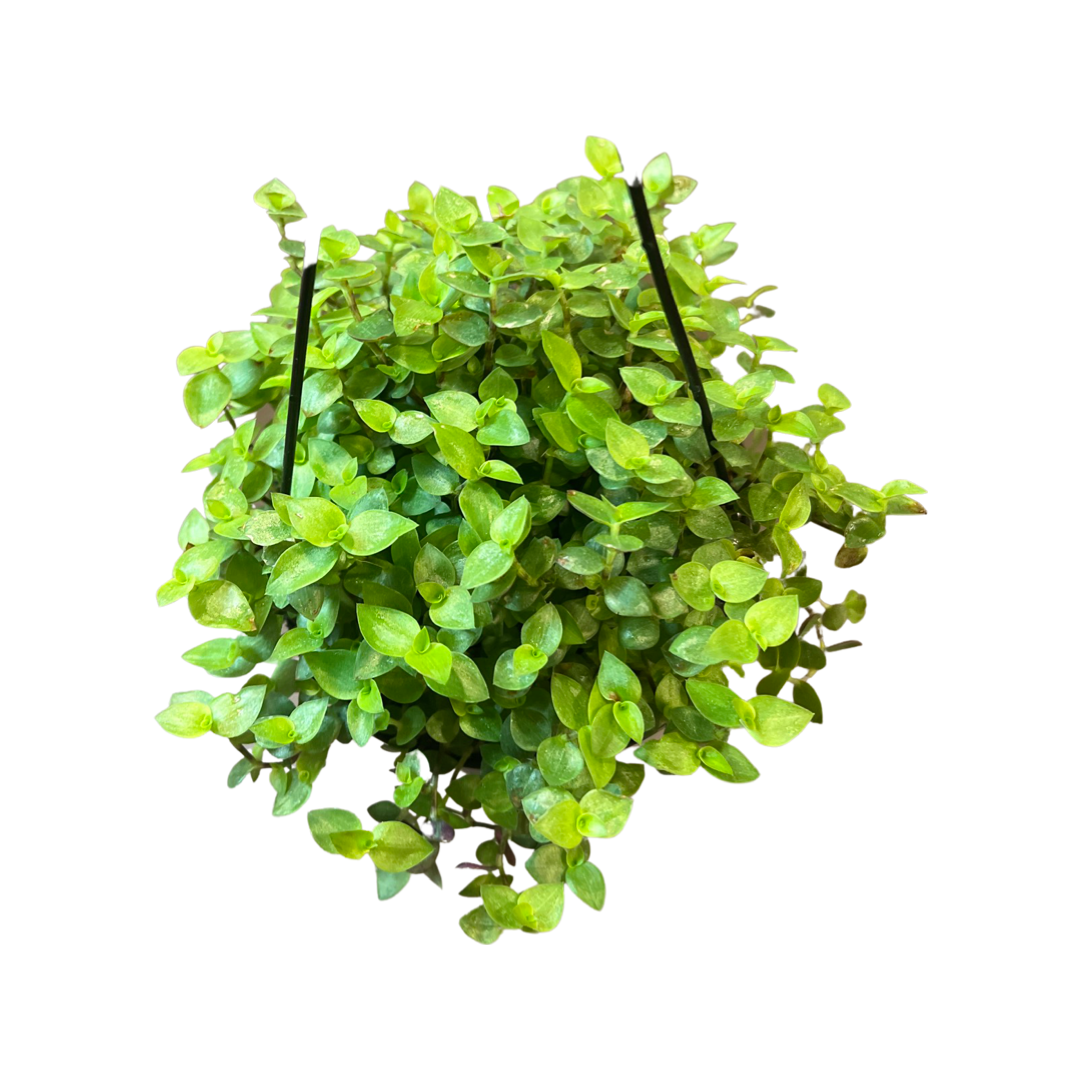Tradescantia| Tortuga