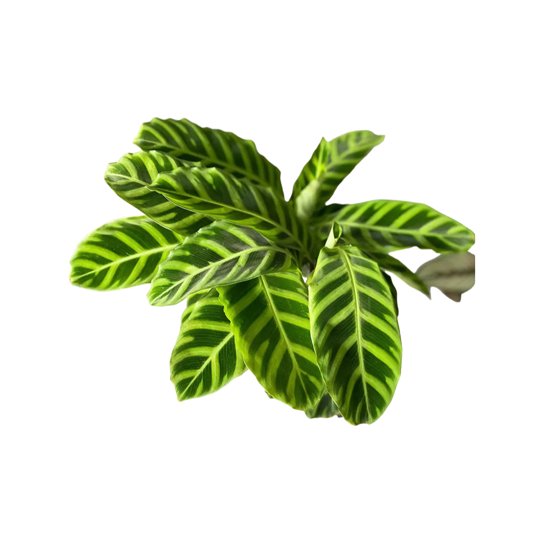 Calathea | Zebrina