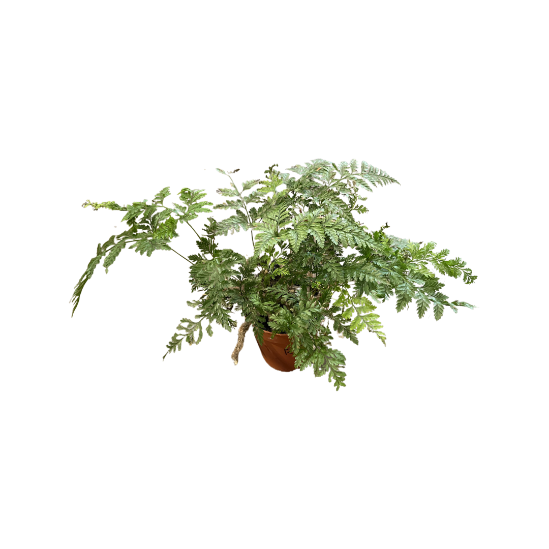 Fern | Rabbits Foot