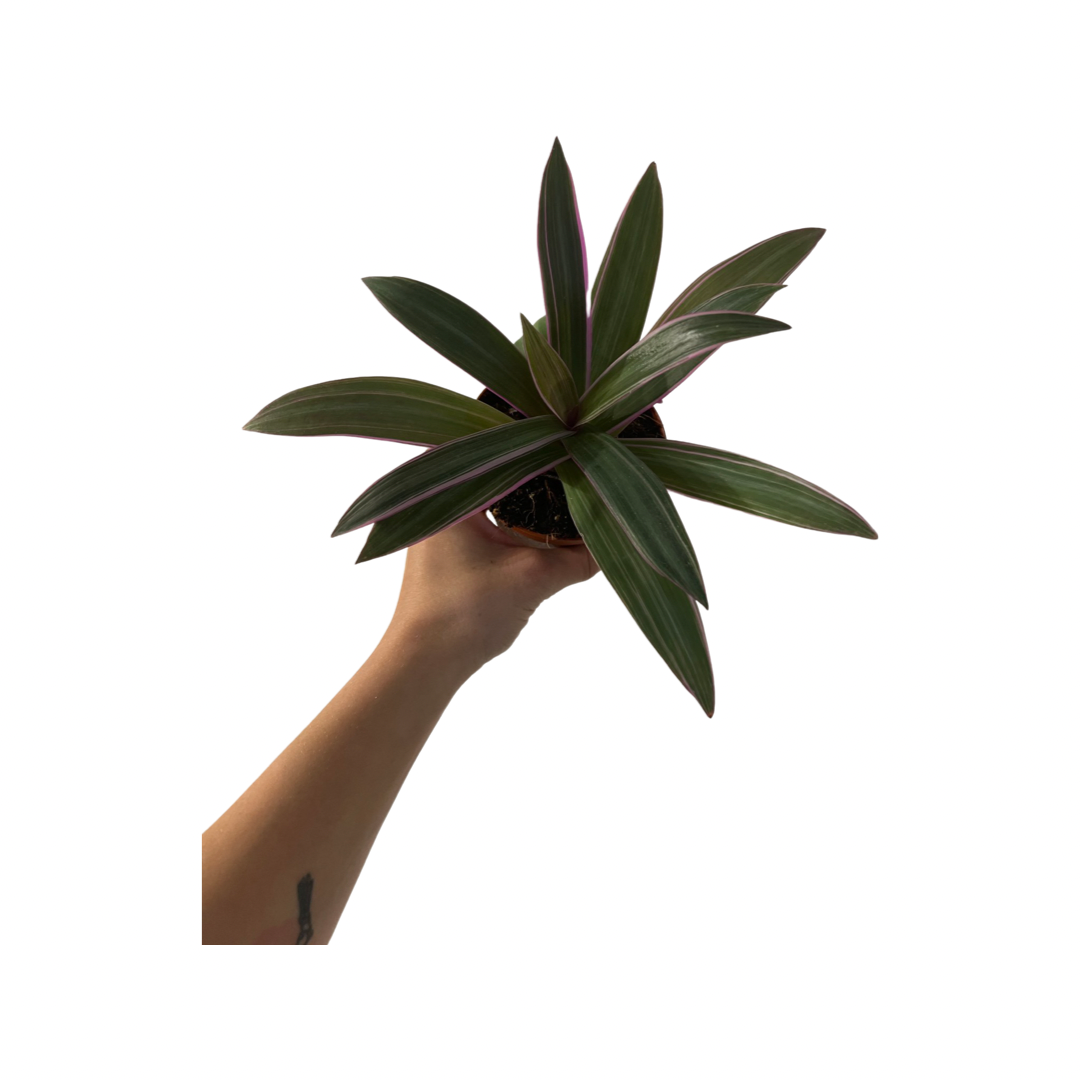 Tradescantia | Spathacea