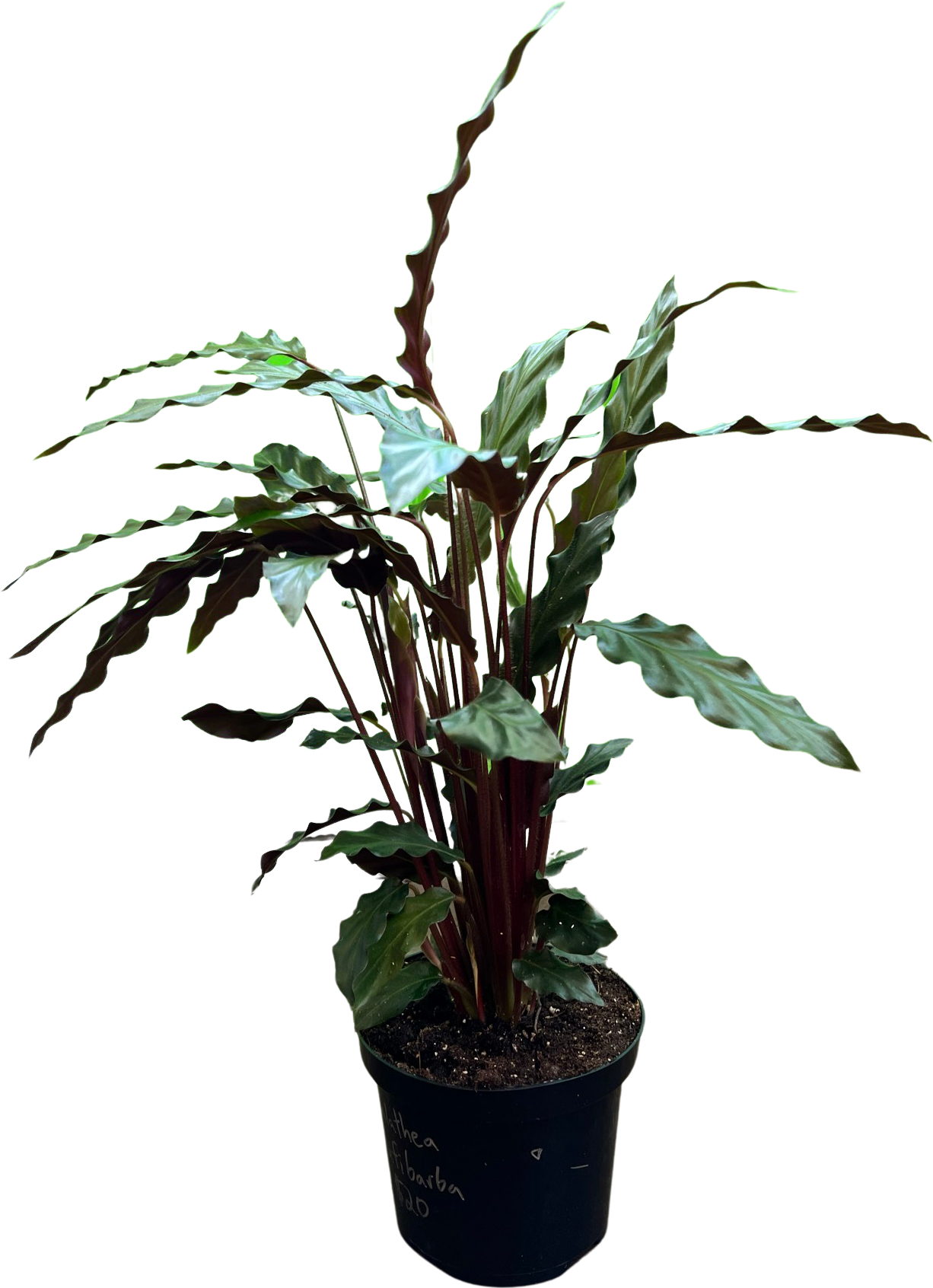 Calathea | Rufibarba