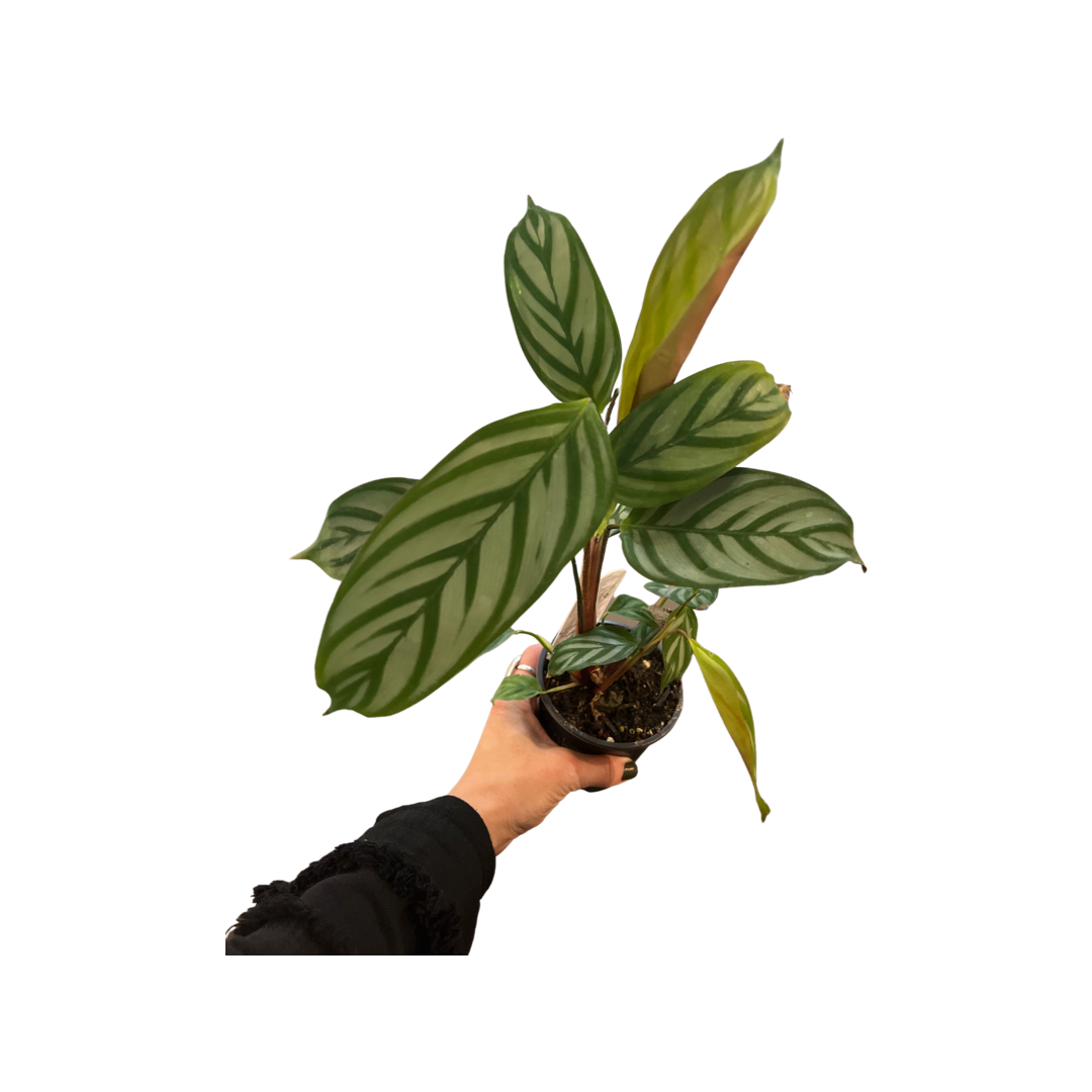 Calathea | Oppenheimiana