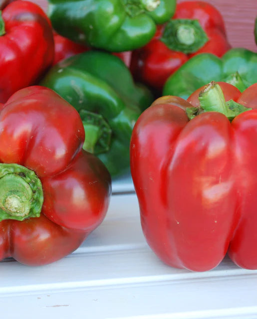 Seeds | Peppers King of the North