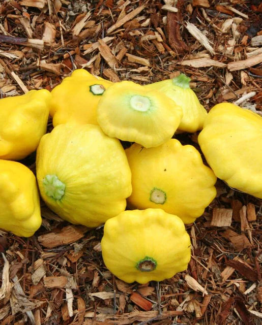 Seeds | Squash Sunburst