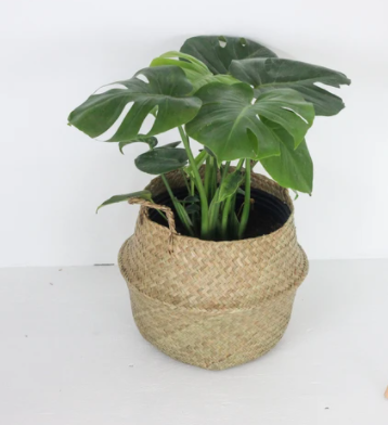 Seagrass Planter