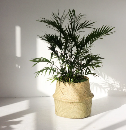 Seagrass Planter