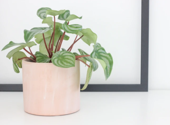 Blush Terracotta| Cyclinder Planter