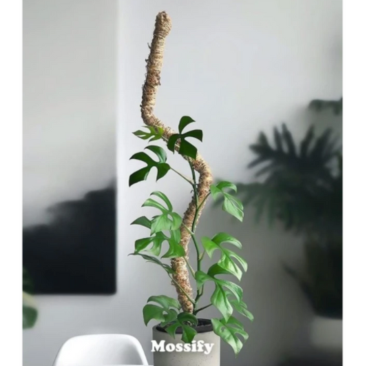 MOSSify |  Bendable Moss Pole THICK