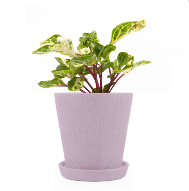 Cross Hatch Clay Pot & Saucer
