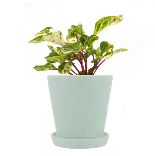 Cross Hatch Clay Pot & Saucer