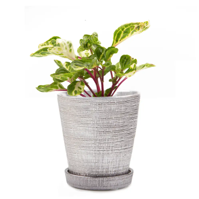 Cross Hatch Clay Pot & Saucer