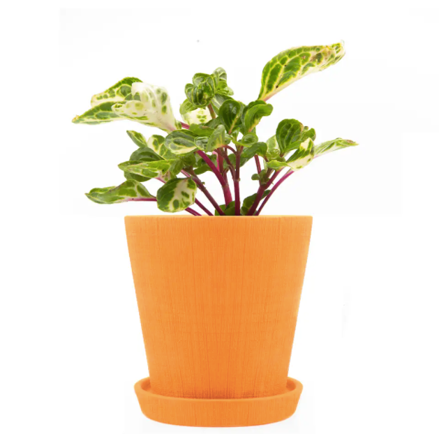 Cross Hatch Clay Pot & Saucer