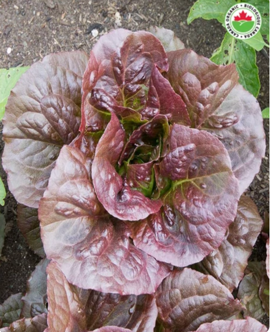Seeds | LettucePomegranate Crunch Certified Organic
