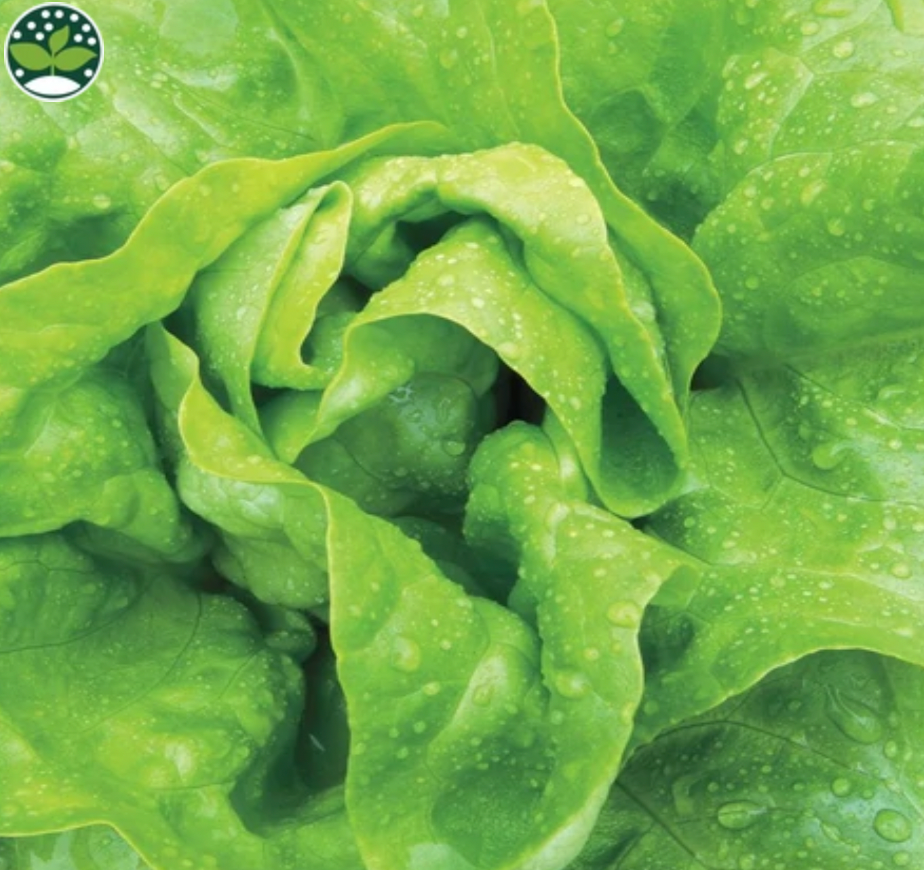 Seeds | Lettuce Buttercrunch