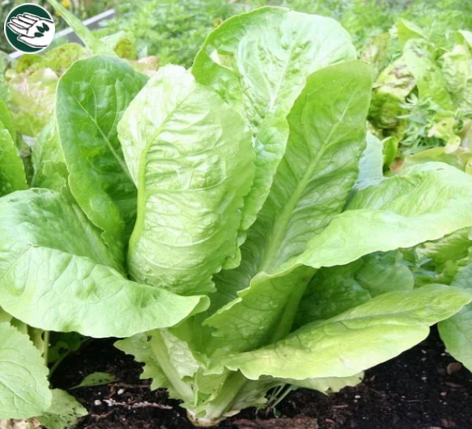 Seeds | Lettuce Paris Island