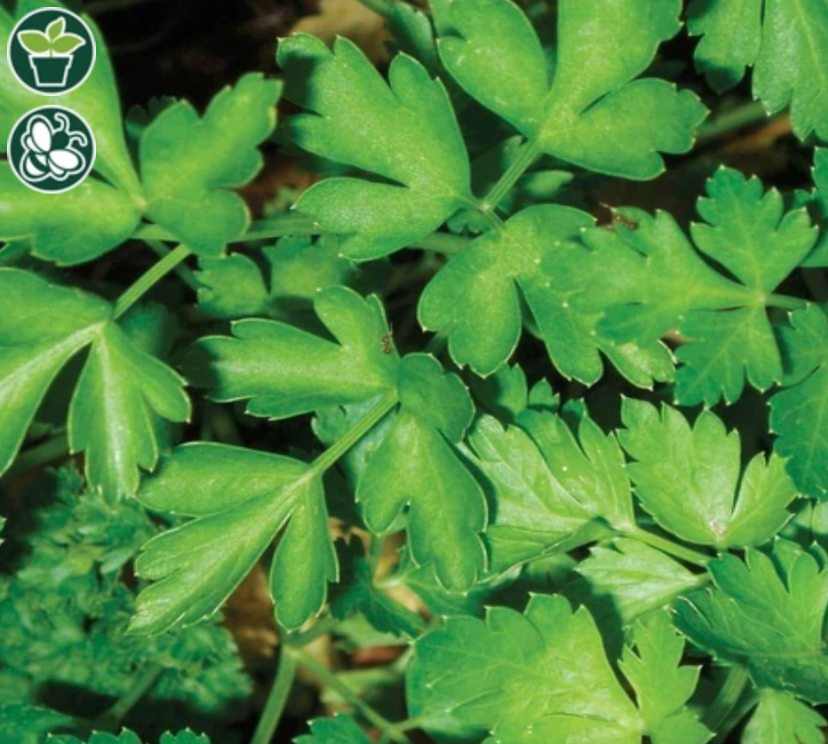 Seeds | Parsley Dark Green Italian