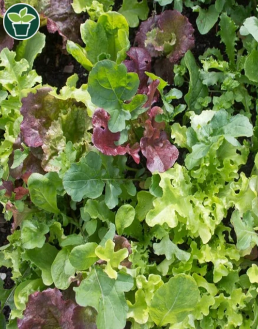 Seeds | Lettuce West Coast Market Mix