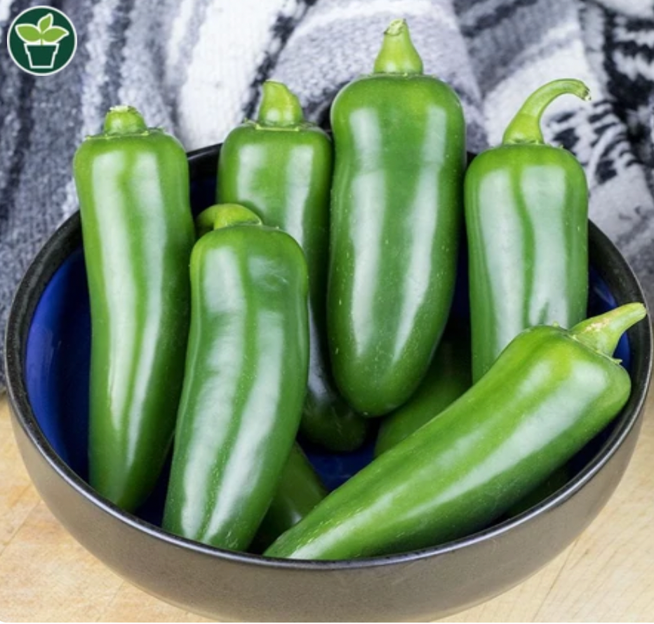 Peppers | Spicy Slice Jalapeno | Seeds