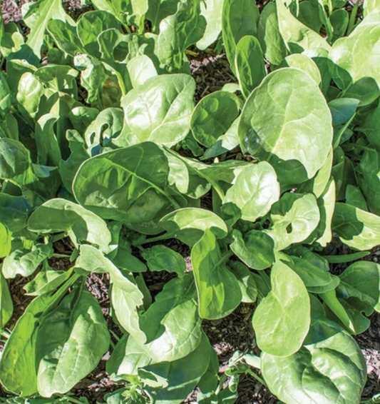 Seeds | Spinach Yukon