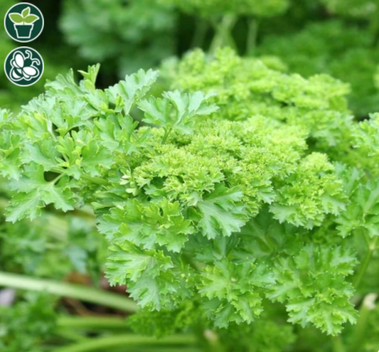 Seeds | Parsley Forest Green